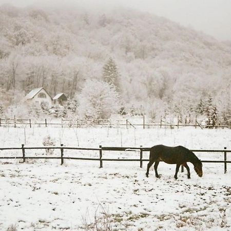Casuta Boema Villa Risnov Bagian luar foto